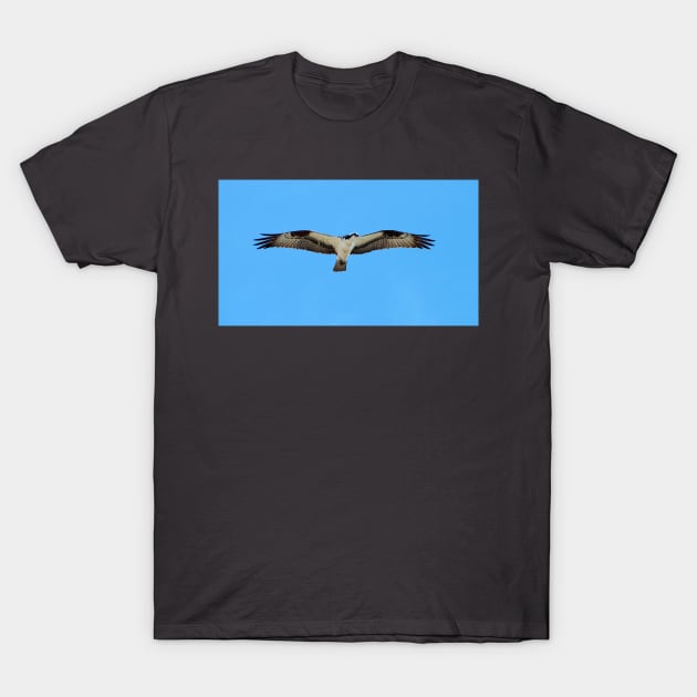 An Osprey Hovering In The Air With Its Wings Spread Apart T-Shirt by BackyardBirder